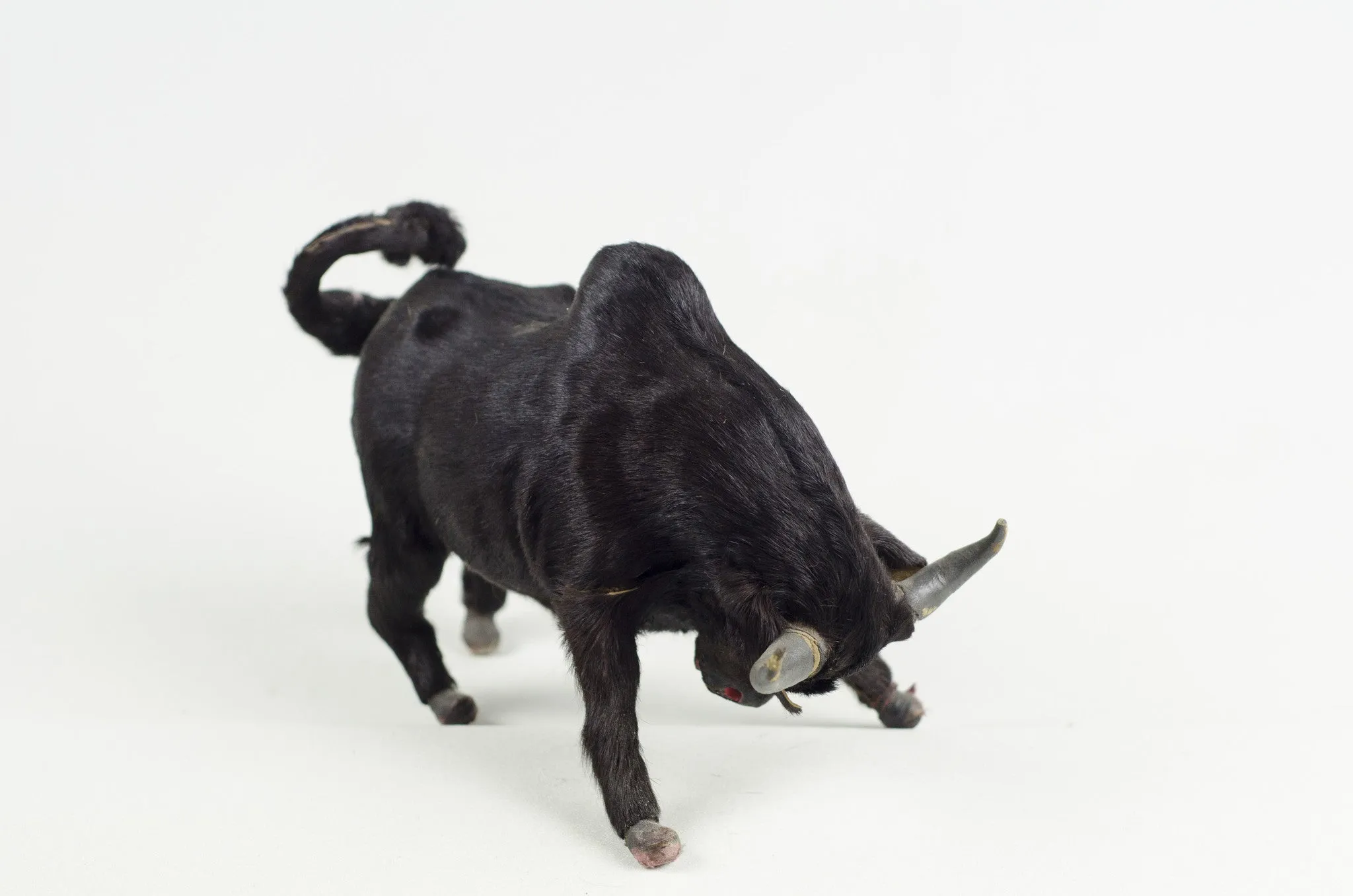 Miniature Taxidermy Bull Sr.