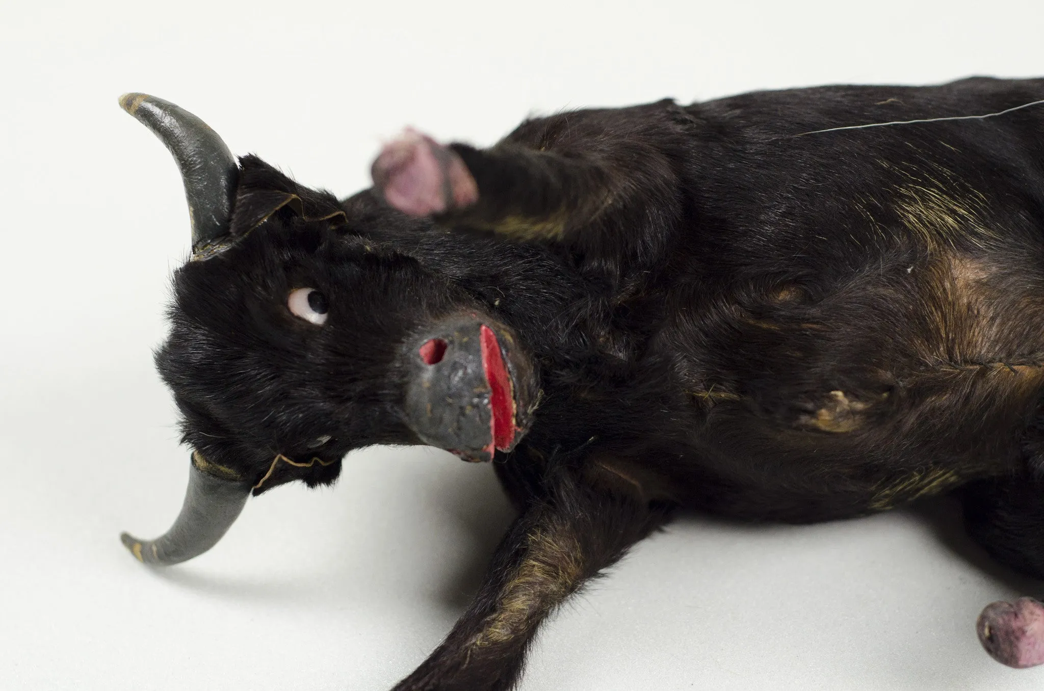 Miniature Taxidermy Bull Sr.