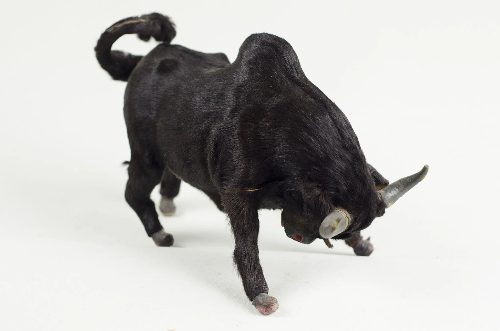 Miniature Taxidermy Bull Sr.