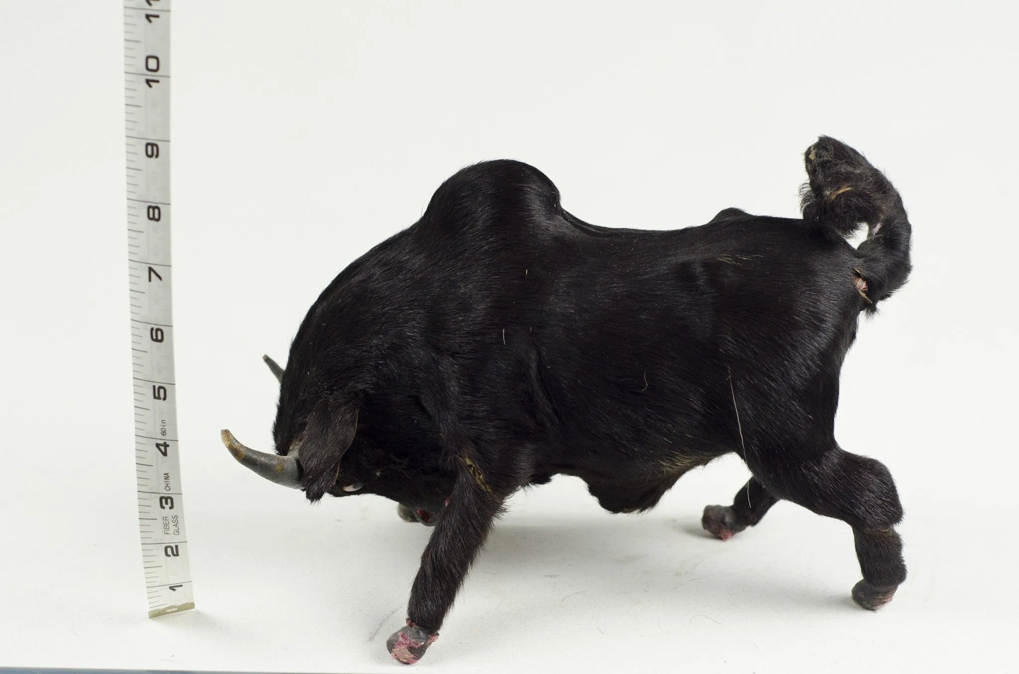 Miniature Taxidermy Bull Sr.