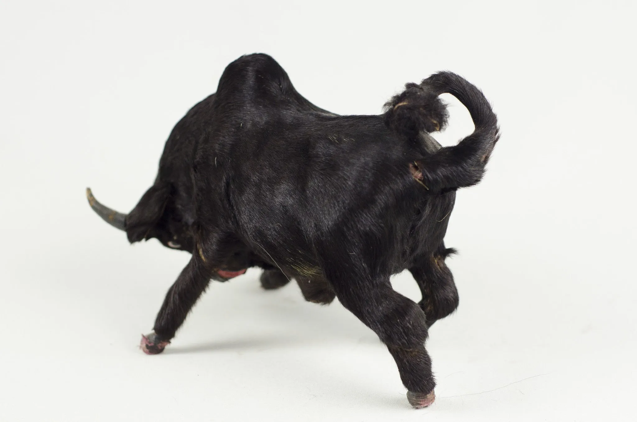 Miniature Taxidermy Bull Sr.