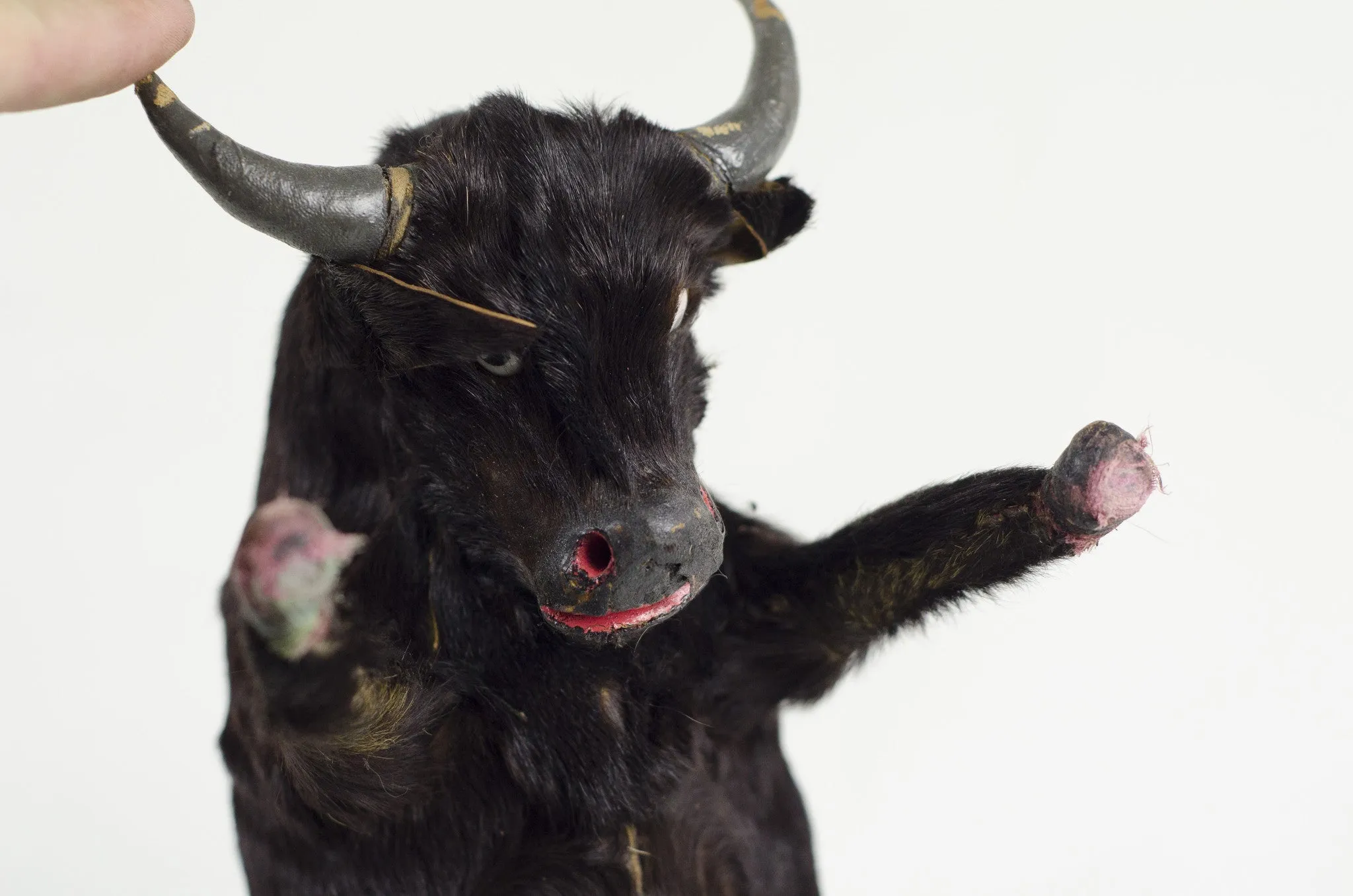 Miniature Taxidermy Bull Sr.