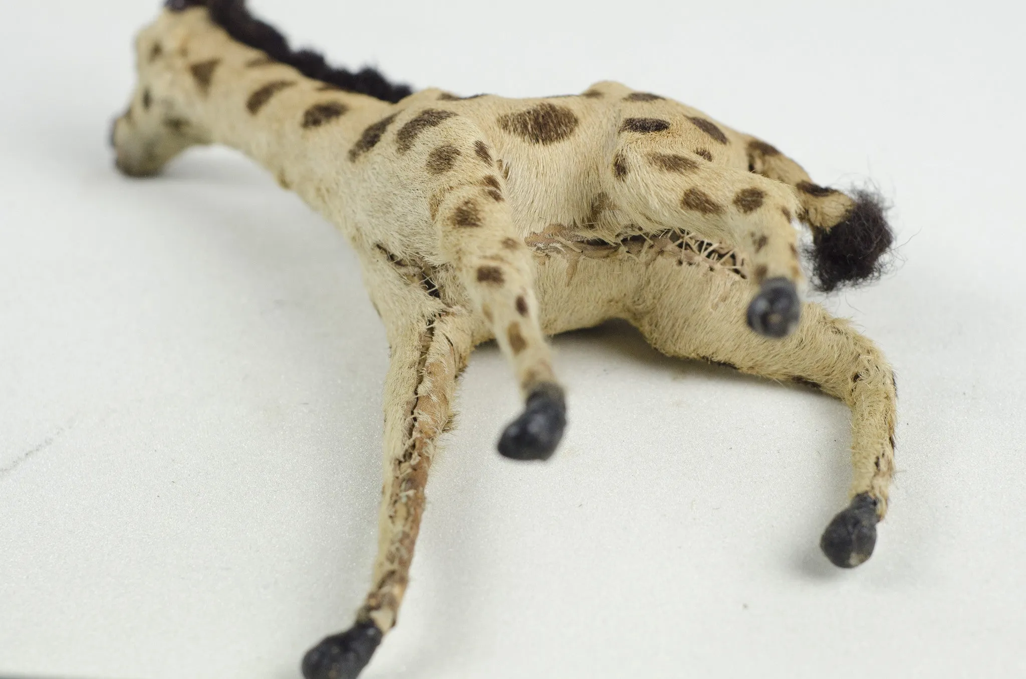 Miniature Taxidermy Giraffe