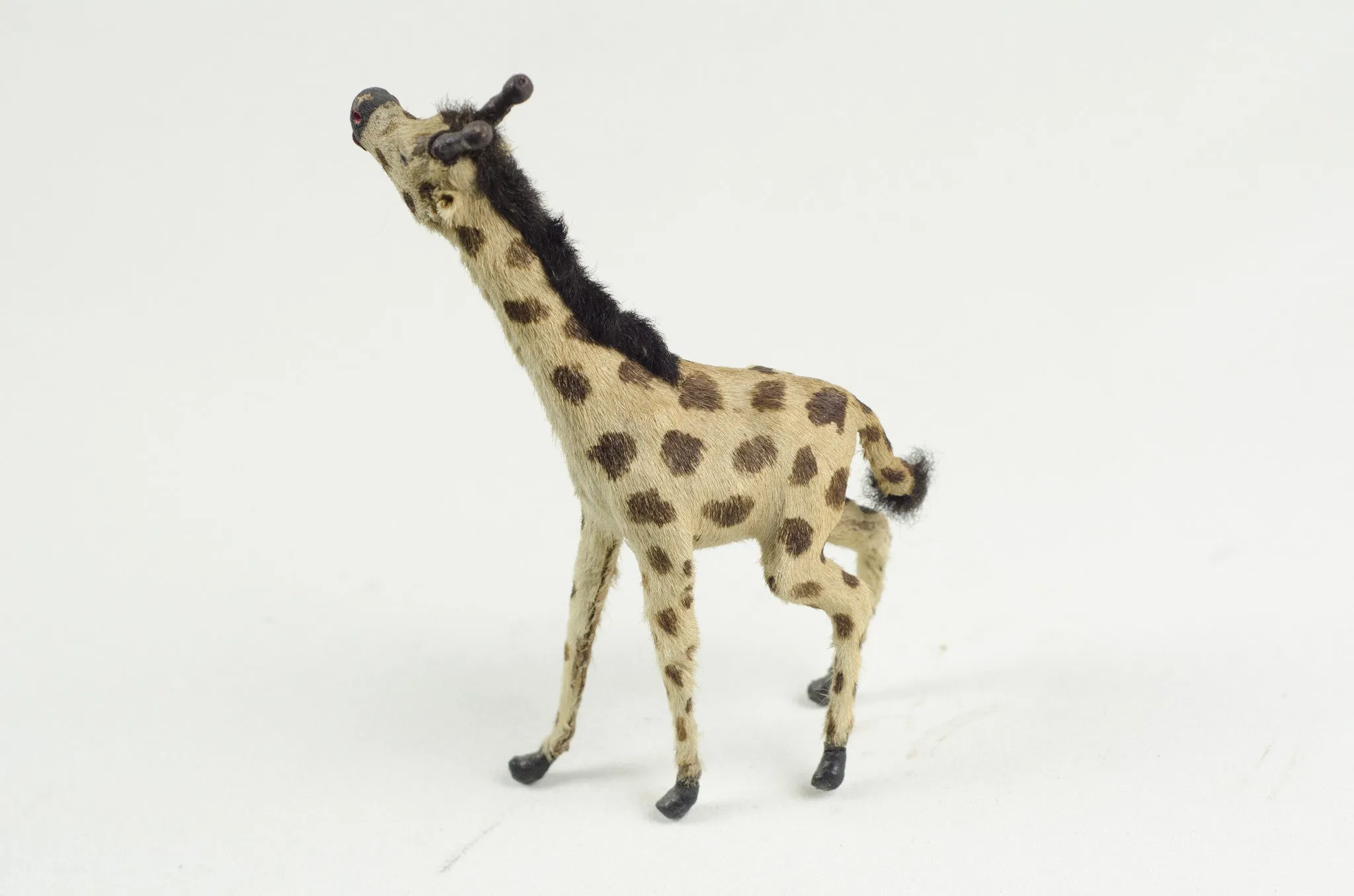 Miniature Taxidermy Giraffe
