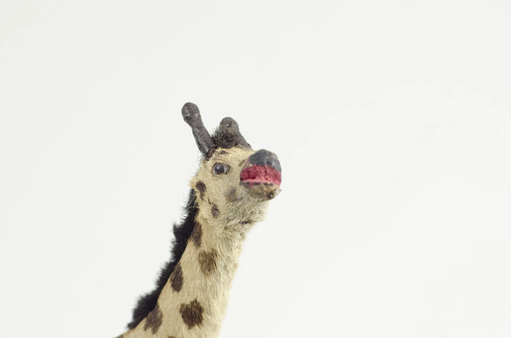 Miniature Taxidermy Giraffe